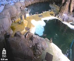 Zoo Helzberg Penguin Plaza