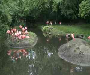  Flamingo National Zoo